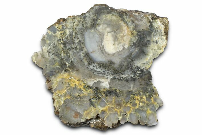 Dinosaur Coprolite Nodule Slice - Utah #372719